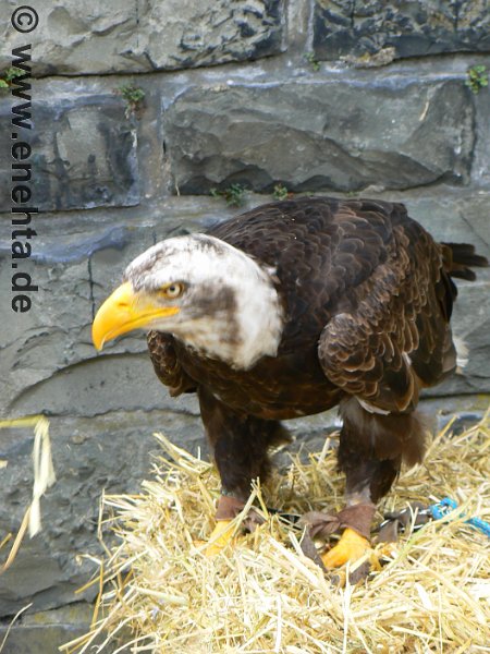 Mittelaltermark_Altena_2011 (136).jpg